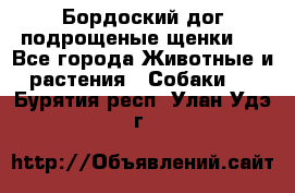 Бордоский дог подрощеные щенки.  - Все города Животные и растения » Собаки   . Бурятия респ.,Улан-Удэ г.